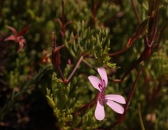 Pelargonium laevigatum laevigatum