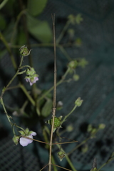 Phasmida