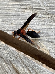 Synagris cornuta
