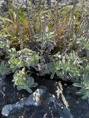 Helichrysum decorum