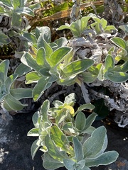 Helichrysum decorum