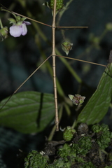 Phasmida