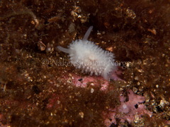 Onchidoris muricata