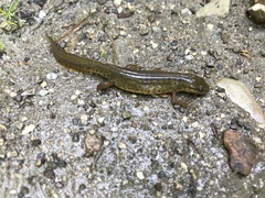 Lissotriton lantzi