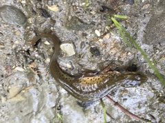 Lissotriton lantzi
