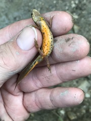 Lissotriton lantzi