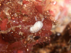 Onchidoris muricata