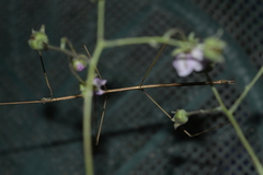 Phasmida