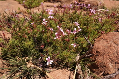 Pelargonium laevigatum laevigatum