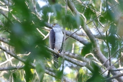 Accipiter bicolor