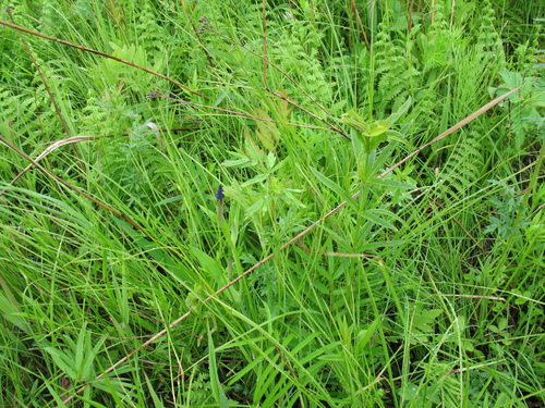 Thelypteris nipponica iNat (3)