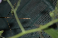Phasmida