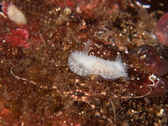 Onchidoris muricata