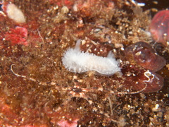 Onchidoris muricata