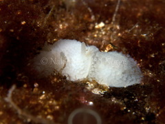 Onchidoris muricata