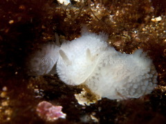 Onchidoris muricata