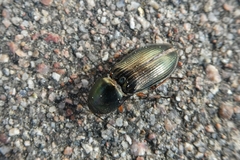 Selatosomus aeneus
