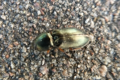 Selatosomus aeneus