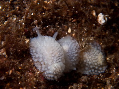 Onchidoris muricata