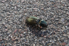 Selatosomus aeneus