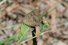 Arhopala eupolis