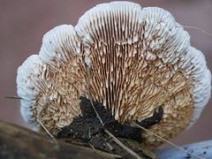 Trametes