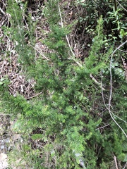 Erica lusitanica