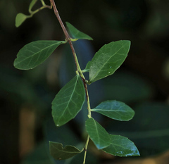 Maytenus procumbens