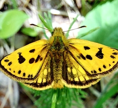Carterocephalus