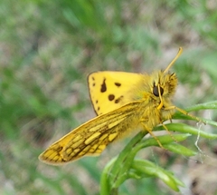 Carterocephalus