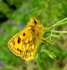 Carterocephalus