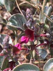 Indigofera monophylla