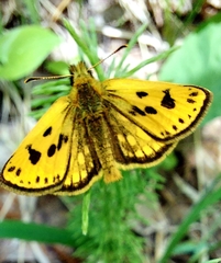 Carterocephalus
