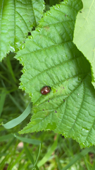 Chrysolina polita