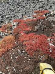 Sesuvium edmonstonei