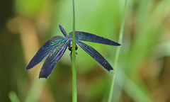 Rhyothemis plutonia
