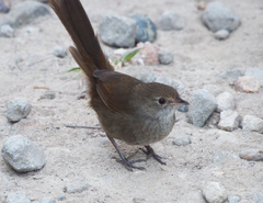 Dasyornis brachypterus