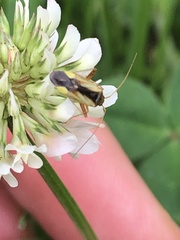Adelphocoris suturalis