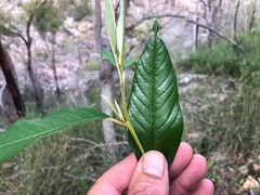 Pomaderris argyrophylla