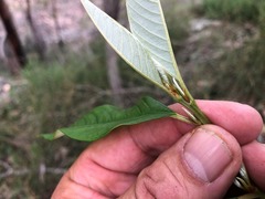 Pomaderris argyrophylla