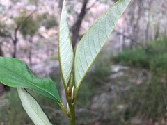 Pomaderris argyrophylla