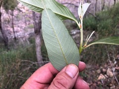 Pomaderris argyrophylla