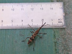 Lasiorhynchus barbicornis