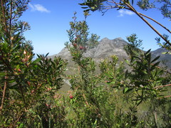 Leucadendron conicum