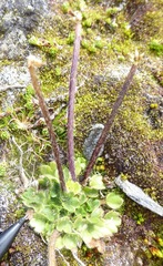 Ranunculus royi