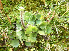 Ranunculus royi