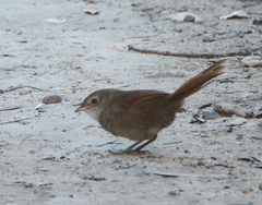 Dasyornis brachypterus