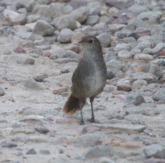 Dasyornis brachypterus