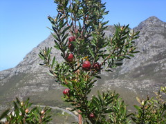 Leucadendron conicum