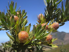 Leucadendron conicum